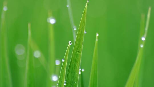 雨后水珠叶子稻田