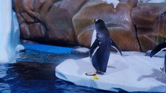企鹅 南极企鹅视频素材模板下载