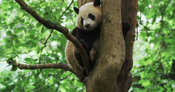 两只可爱国宝大熊猫在树上玩耍