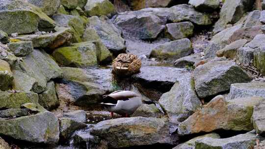 鸭子在乱石小溪里找食物