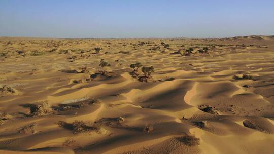新疆塔克拉玛干沙漠胡杨林航拍风光