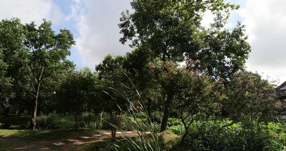 蓝天白云摇曳的植物 江南虎丘古建筑