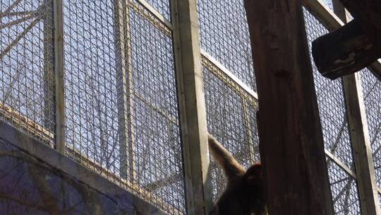 野生动物园猴子长臂猿视频素材模板下载