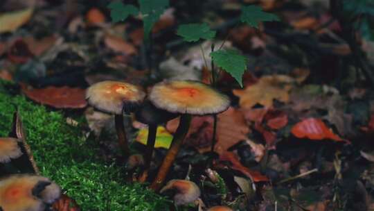 野菌子蘑菇长在深山青苔边上
