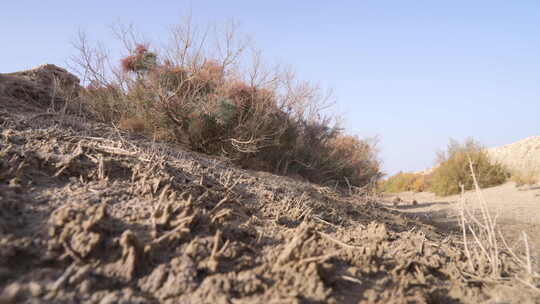 新疆秋天沙漠植被4K素材