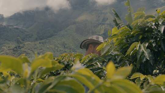 种植园，咖啡植物，采摘，浆果