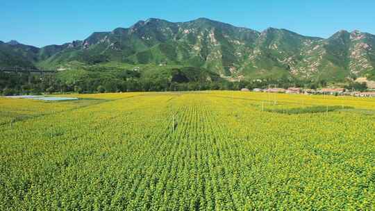 4K航拍向日葵花海    田野 农业种植