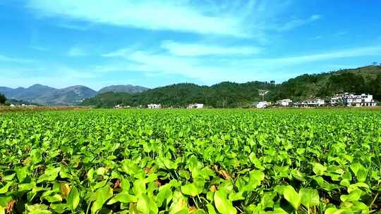 广袤农田 广袤中药材种植基地 泽泻种植基地