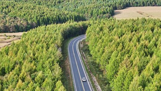 森林里的公路