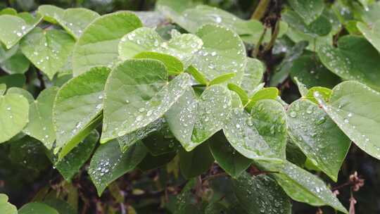 雨中的树叶