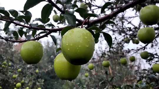 挂在枝头带水珠的青苹果