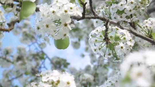 唯美梨花、白色花