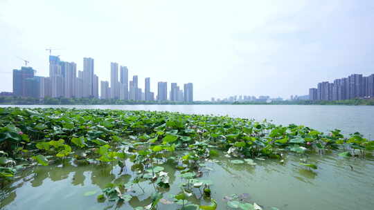 武汉江夏区汤逊湖壹号湿地公园