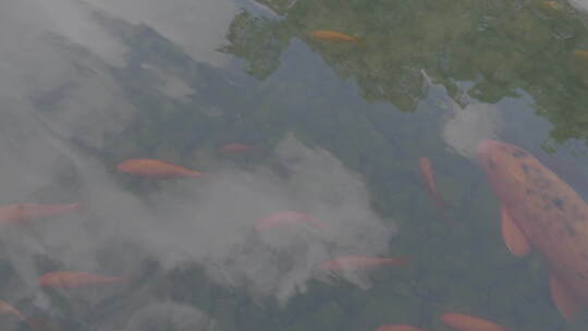 苏州园林-鲤鱼视频素材模板下载