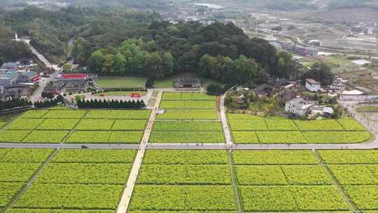 龙岩上杭县古田会议纪念馆会议会址油菜花田