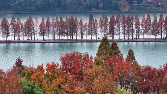 长沙秋日水杉城市公园休闲打卡拍照