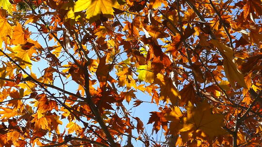 秋季 仰拍梧桐树叶 旋转视频素材模板下载