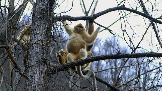金丝猴爬树2