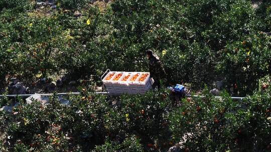 轨道车运输橘子在桔子果园视频素材模板下载