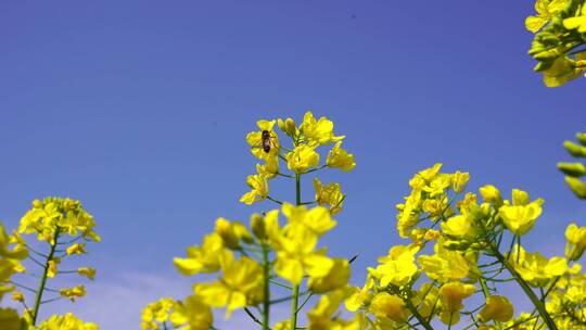 油菜花 蜜蜂采蜜