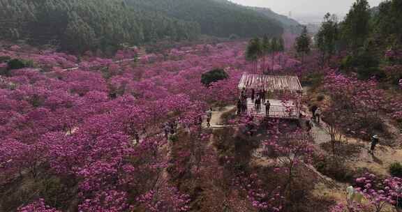 广东冬季最大面积紫花风铃花盛开航拍视频