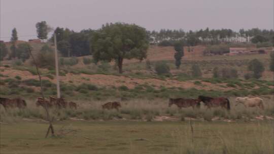 伊金霍洛的草原上奔跑的骏马马群视频素材模板下载