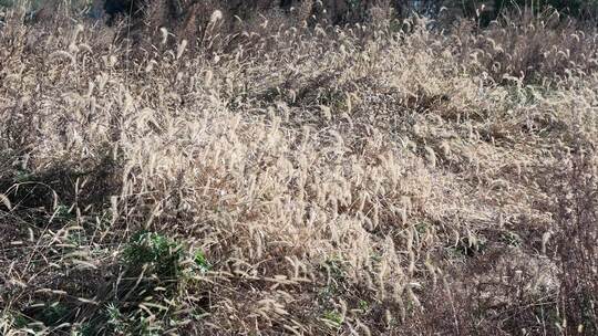 枯萎狗尾巴野草植物秋天风景慢动作实拍