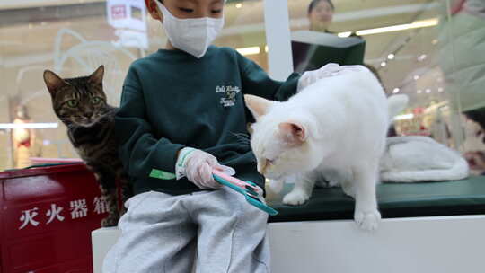 猫咪 宠物 可爱 特性 猫眼睛 