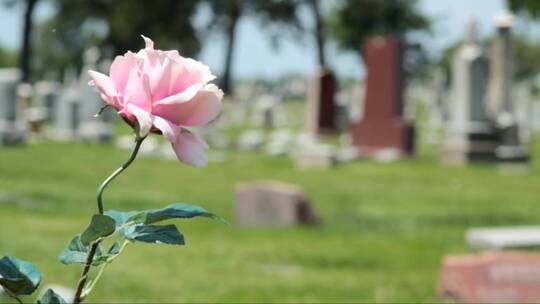 粉色玫瑰花生长在墓园里