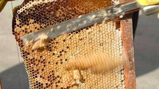中蜂蜂农取蜂蜜视频素材模板下载