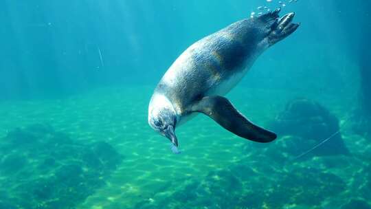 企鹅，游泳，玩耍，水族馆