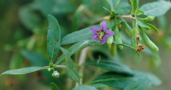 枸杞花枸杞蜜蜜蜂采蜜