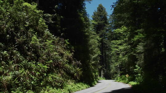 在森林道路上行驶的汽车视频素材模板下载