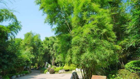 公园里的阳光竹林