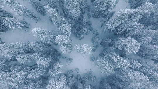 冰冻的林地空中拍摄无人机飞越松树和白雪覆