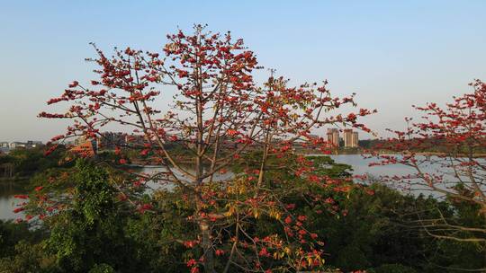 木棉 木棉花 红棉花 英雄花