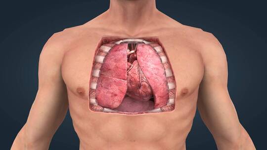 医学人体解剖重要器官心脏功能原理动画19视频素材模板下载