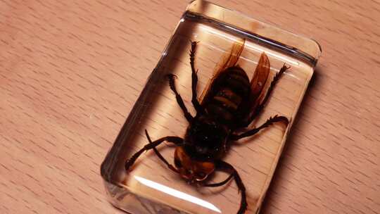 大马蜂背部腹部昆虫标本琥珀 (1)