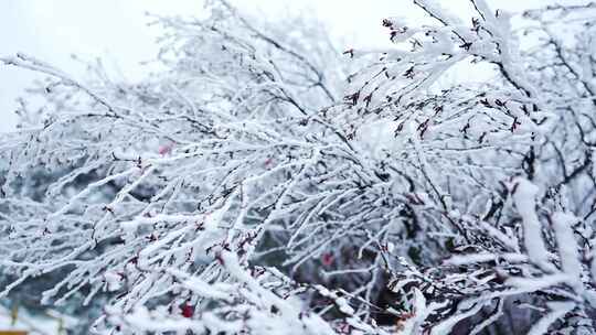 冬天雪景树林雾凇