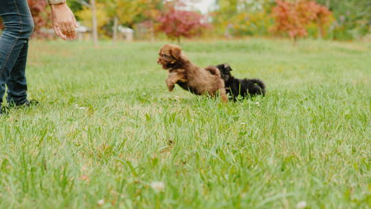 小狗与主人在草地上玩耍
