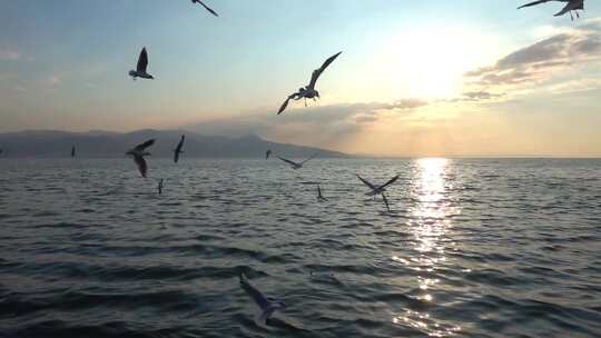 一群海鸥在海上飞翔