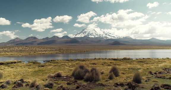 Sajama，火山，玻利维亚，灌木