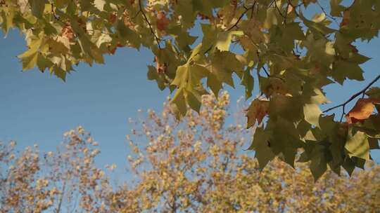 秋天泛黄的梧桐树叶被风吹的沙沙作响