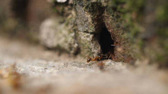 蚂蚁群往洞穴搬运食物微距特写