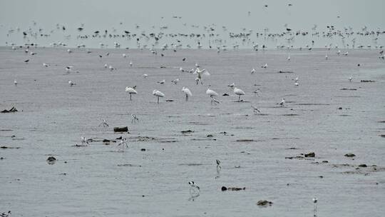 深圳湾鸟类栖息地自然风光视频