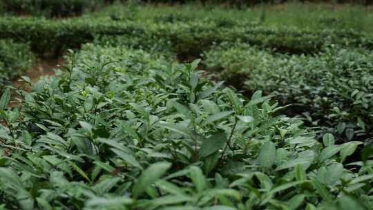 茶叶茶园新茶春茶嫩芽特写