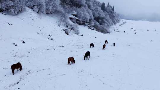 重庆武隆仙女山雪景马群野马