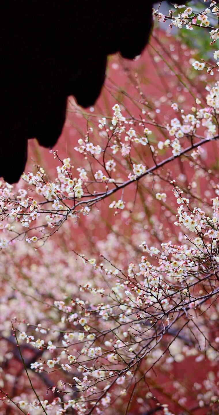 红墙白梅屋檐雨水滴落唯美慢镜头竖屏