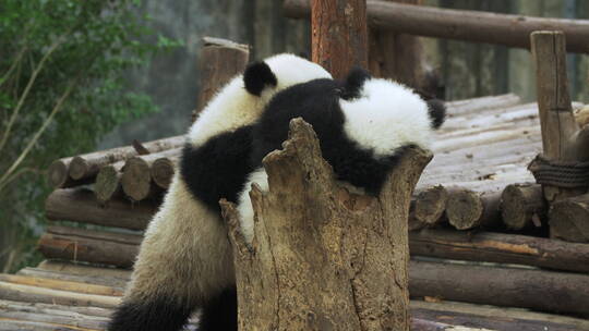 国宝大熊猫一家在一起玩耍萌萌哒熊猫幼崽
