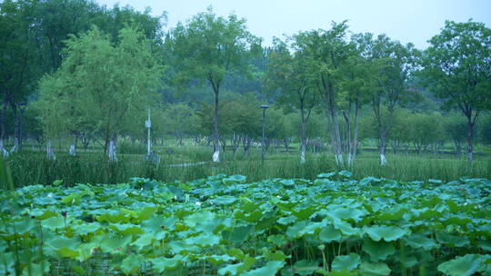 武汉光谷西苑公园风景